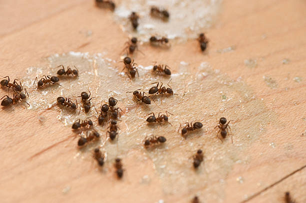 Best Pest Control Near Me  in Manhasset, NY