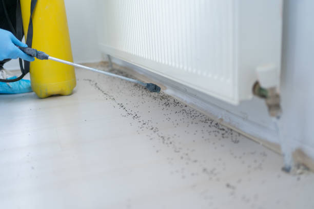 Best Flea Control Services  in Manhasset, NY
